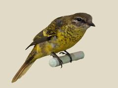 Petit's Cuckooshrike photo 3