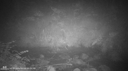 Little Brown Bat photographed in Alaska