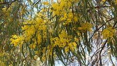 Acacia neriifolia