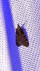 Aglossa electalis