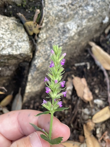 trans-Pecos giant hyssop (Agastache breviflora)