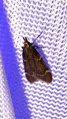 Aglossa electalis