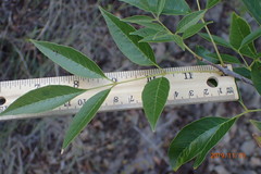 Fraxinus berlandieriana