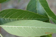 Fraxinus berlandieriana