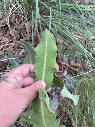 nodding milkweed (Asclepias elata)