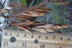 Fraxinus berlandieriana
