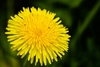 Common Dandelion - Photo (c) stremblay21, some rights reserved (CC BY-NC), uploaded by stremblay21
