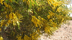 Acacia crassa