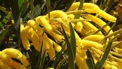 Acacia crassa