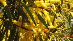 Acacia crassa