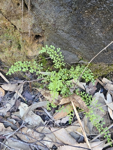 Lindsaea microphylla (Lindsaea microphylla)