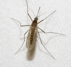 Culiseta inornata
