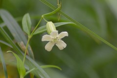 Silene nivea