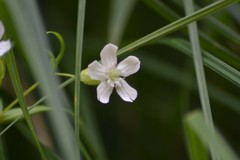 Silene nivea