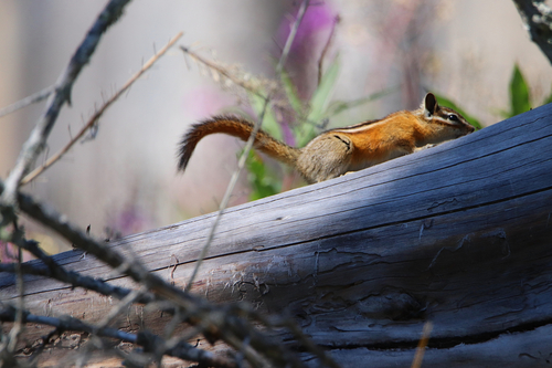 Red-tailed Chipmunk observed by aaronveale