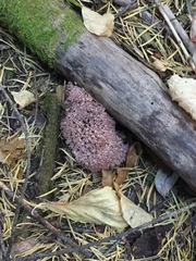 Ramaria purpurissima