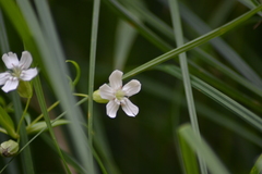 Silene nivea
