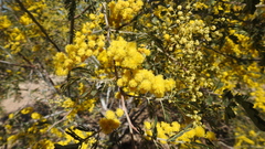 Acacia spectabilis