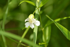 Silene nivea