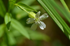 Silene nivea