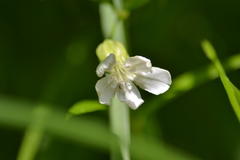 Silene nivea