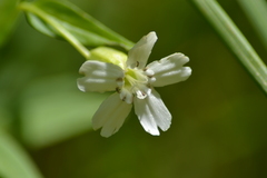 Silene nivea