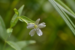 Silene nivea
