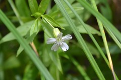 Silene nivea