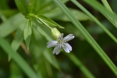 Silene nivea