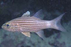 Cheilodipterus macrodon