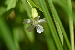 Silene nivea