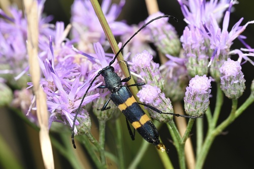 Polyzonus fasciatus