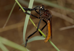 Archilestris magnificus