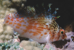 Cirrhitichthys falco