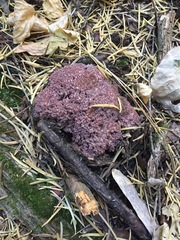 Ramaria purpurissima