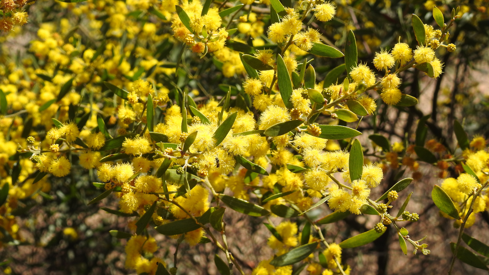 Acacia ixiophylla
