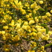Acacia ixiophylla - Photo (c) Bruce McLennan, some rights reserved (CC BY-NC), uploaded by Bruce McLennan