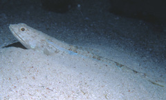 Synodus dermatogenys