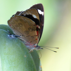 Diaethria bacchis