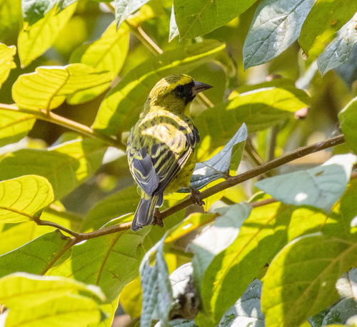 Western Citril (Crithagra frontalis)