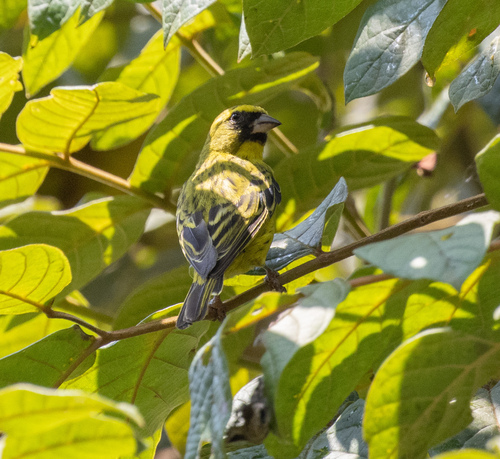 Western Citril (Crithagra frontalis), photo 2
