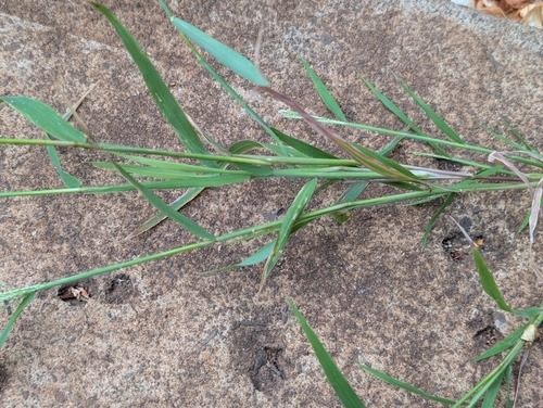 Leptochloa panicea observed 2025-08-31