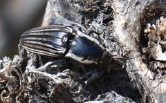 Chalcolepidius approximatus