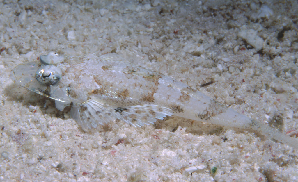 Two-Spotted Flathead