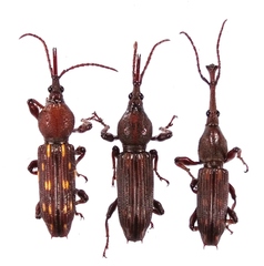 Arrhenodini