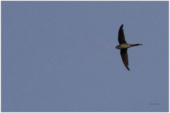 Hemiprocne longipennis