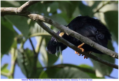 Basilornis celebensis