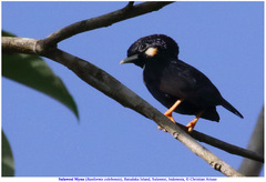 Basilornis celebensis