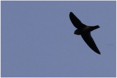 Aerodramus sororum