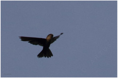 Aerodramus sororum